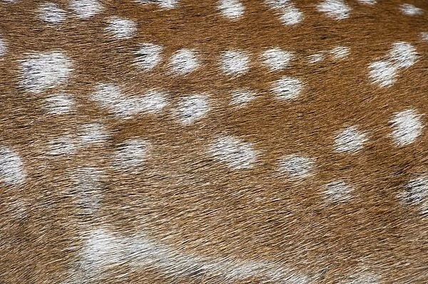 Fallow Deer (Dama dama) adult, close-up of coat, Suffolk, England