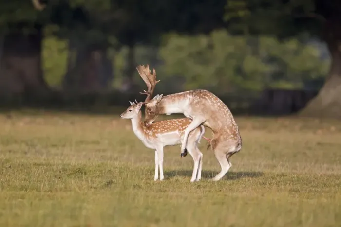 Framed Print : Fallow Deer (Dama dama) adult pair, buck mounting doe, mating during rutting season, Helmingham Hall Deer Park, Suffolk, England, october
