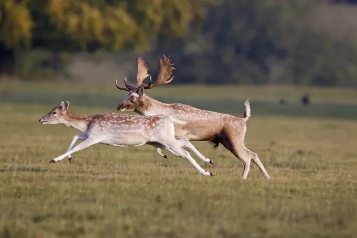 Framed Print : Fallow Deer (Dama dama) adult pair, buck chasing doe during rutting season, Helmingham Hall Deer Park, Suffolk