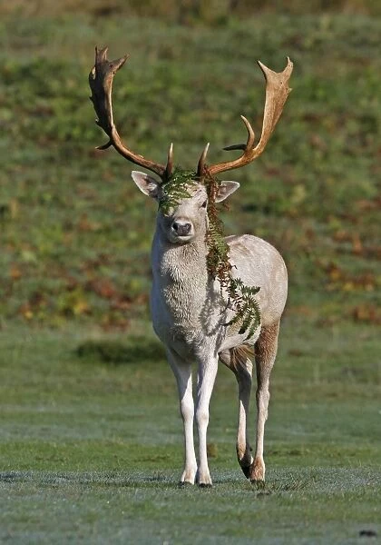Fallow Deer (Dama dama) buck, with bracken decoration on antlers for enhanced display during rut, Leicestershire