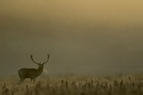 Fallow Deer (Dama dama) buck, with breath condensing in cold air, standing in mist at dawn, during rutting season