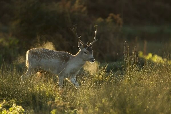 Fallow Deer (Dama dama) buck, breath condensing in cold air at dawn, during rutting season, Leicestershire, England, november