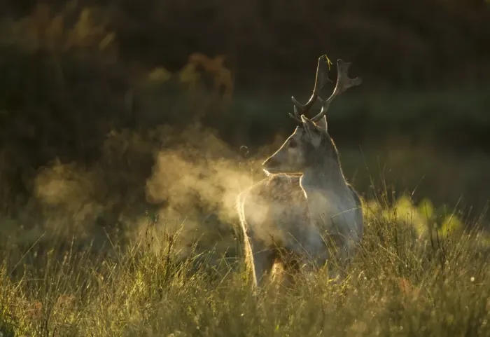 Framed Print : Fallow Deer (Dama dama) buck, breath condensing in cold air at dawn, during rutting season, Leicestershire, England, november Framed Print : Fallow Deer (Dama dama) buck, breath condensing in cold air at dawn, during rutting season, Leicestershire, England, november