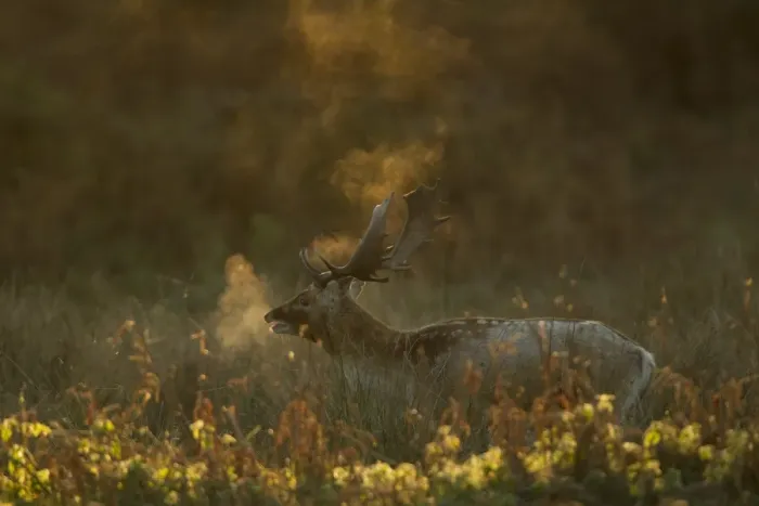 Framed Print : Fallow Deer (Dama dama) buck, calling, breath condensing in in cold air at dawn, during rutting season, Leicestershire, England, november