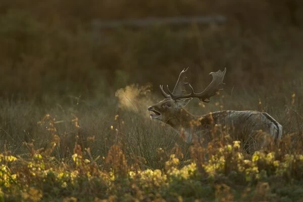Fallow Deer (Dama dama) buck, calling, breath condensing in in cold air at dawn, during rutting season, Leicestershire, England, november