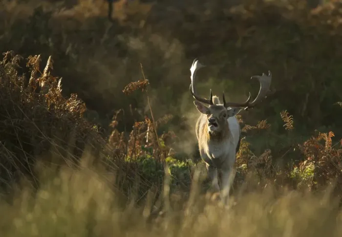 Framed Print : Fallow Deer (Dama dama) buck, calling, breath condensing in in cold air at dawn, during rutting season, Leicestershire, England, november