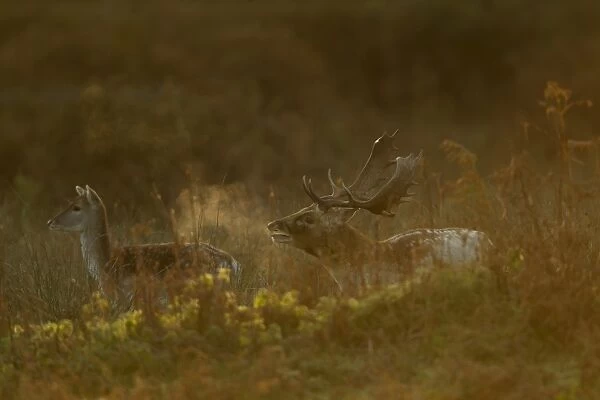 Fallow Deer (Dama dama) buck with doe, calling, breath condensing in cold air at dawn, during rutting season