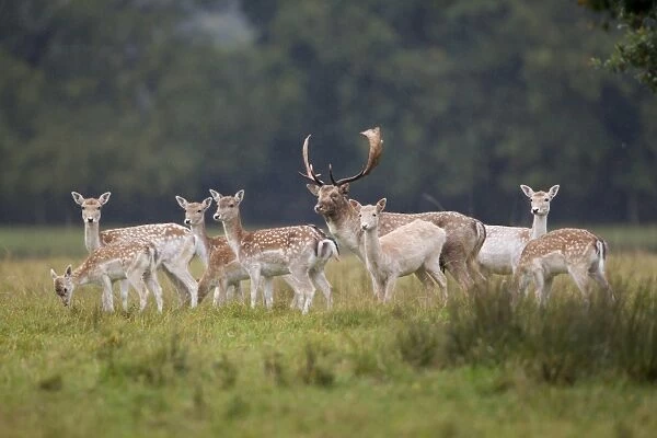 Fallow Deer (Dama dama) buck, does and fawns, herd standing in parkland, Suffolk, England, October