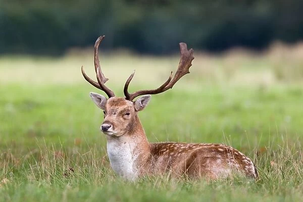 Fallow Deer (Dama dama) buck, resting during rutting season, Suffolk, England, october