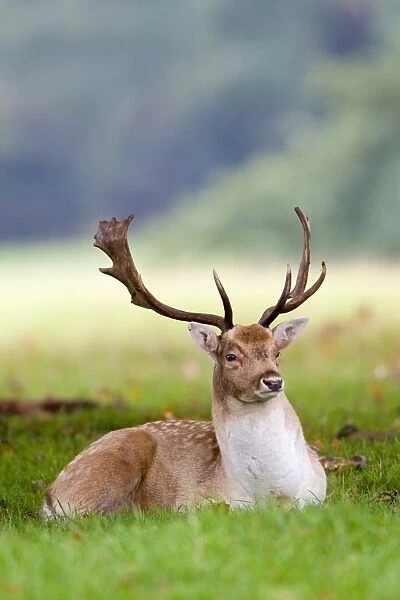 Fallow Deer (Dama dama) buck, resting during rutting season, Suffolk, England, october