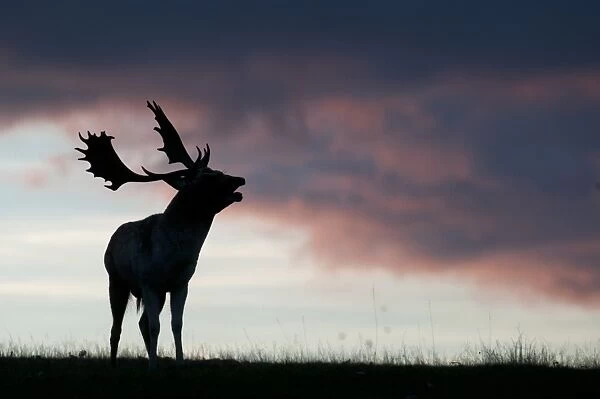 Fallow Deer (Dama dama) buck, roaring during rutting season, silhouetted at sunset, Kent, England, october