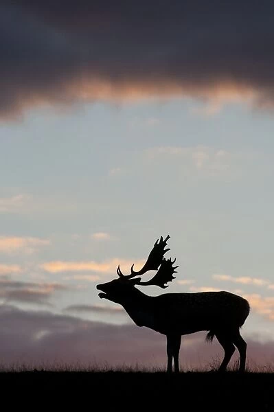 Fallow Deer (Dama dama) buck, roaring during rutting season, silhouetted at sunset, Kent, England, october