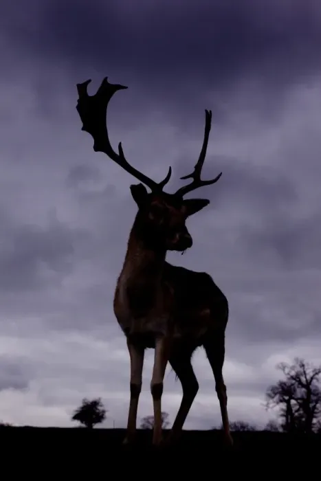 Framed Print : Fallow Deer (Dama dama) buck, silhouetted at dusk, Knole Park, Kent, England, february Framed Print : Fallow Deer (Dama dama) buck, silhouetted at dusk, Knole Park, Kent, England, february