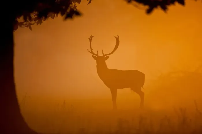 Framed Print : Fallow Deer (Dama dama) buck, standing, silhouetted at dawn, Norfolk, England, october Framed Print : Fallow Deer (Dama dama) buck, standing, silhouetted at dawn, Norfolk, England, october