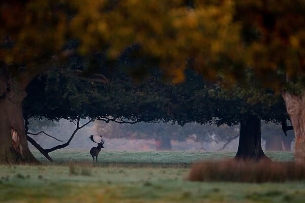 Fallow Deer (Dama dama) buck, standing in shadow of trees with browse line, during rutting season, Suffolk, England, october