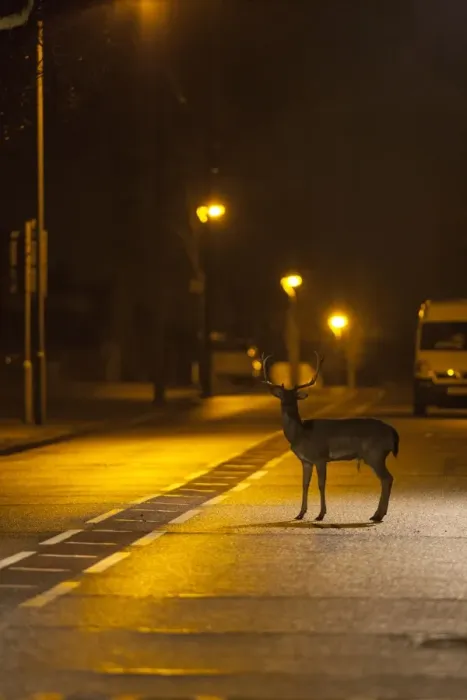 Framed Print : Fallow Deer (Dama dama) buck, standing on urban road with passing traffic at night, London, England, March Framed Print : Fallow Deer (Dama dama) buck, standing on urban road with passing traffic at night, London, England, March