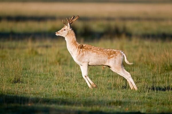 Fallow Deer (Dama dama) buck, stotting, during rutting season, Suffolk, England, october