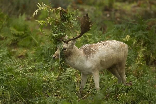 Fallow Deer (Dama dama) buck, thrashing bracken with antlers, during rutting season, Leicestershire, England, October