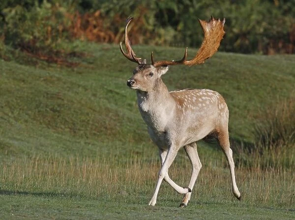 Fallow Deer (Dama dama) buck, trotting towards rival during rut, Leicestershire, England, september