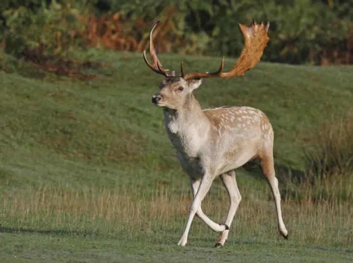 Framed Print : Fallow Deer (Dama dama) buck, trotting towards rival during rut, Leicestershire, England, september