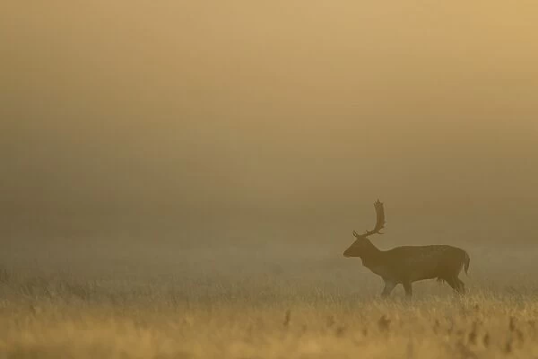 Fallow Deer (Dama dama) buck, walking in mist at dawn, during rutting season, Leicestershire, England, November
