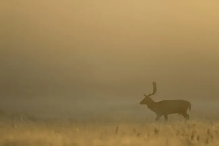 Framed Print : Fallow Deer (Dama dama) buck, walking in mist at dawn, during rutting season, Leicestershire, England, November Framed Print : Fallow Deer (Dama dama) buck, walking in mist at dawn, during rutting season, Leicestershire, England, November
