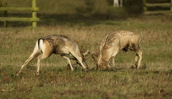 Fallow Deer (Dama dama) two bucks, fighting, during rutting season, Leicestershire, England, October