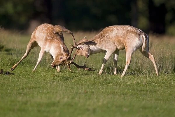Fallow Deer (Dama dama) two bucks, fighting, during rutting season, Suffolk, England, october