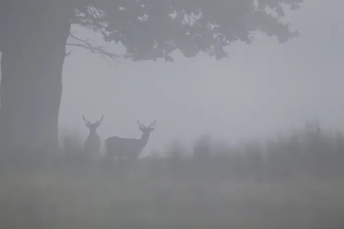 Framed Print : Fallow Deer (Dama dama) two bucks, standing under oak tree in fog, Suffolk, England, September Framed Print : Fallow Deer (Dama dama) two bucks, standing under oak tree in fog, Suffolk, England, September