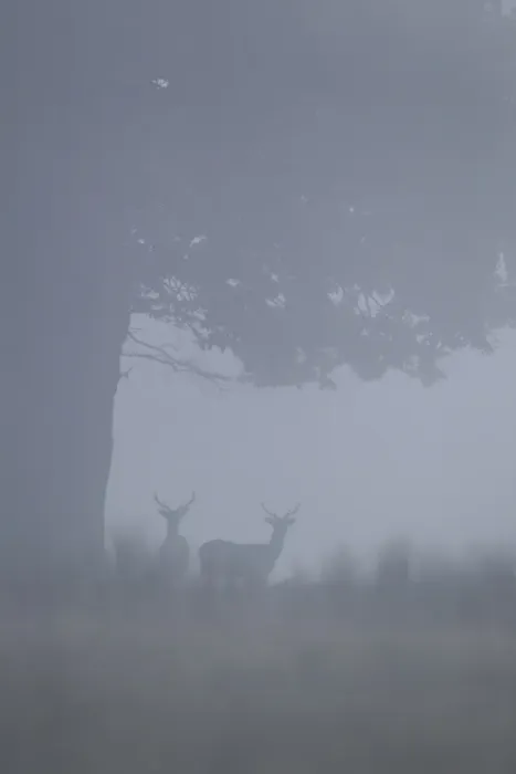Framed Print : Fallow Deer (Dama dama) two bucks, standing under oak tree in fog, Suffolk, England, September Framed Print : Fallow Deer (Dama dama) two bucks, standing under oak tree in fog, Suffolk, England, September