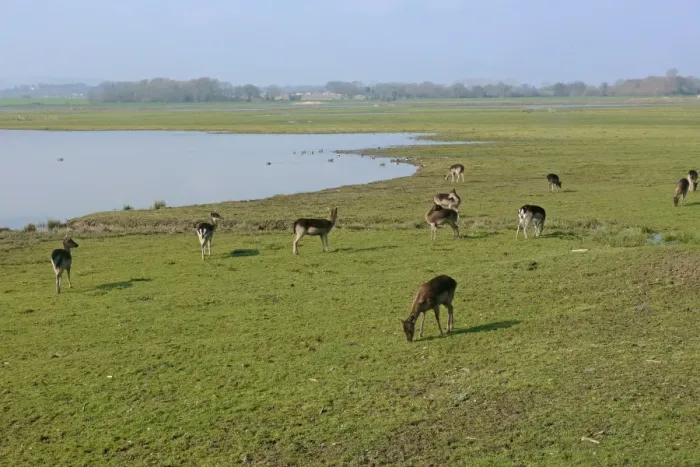Framed Print : Fallow Deer (Dama dama) dark form, does, herd feeding in watermeadow habitat, Pulborough Brooks RSPB Reserve, West Sussex, England, march
