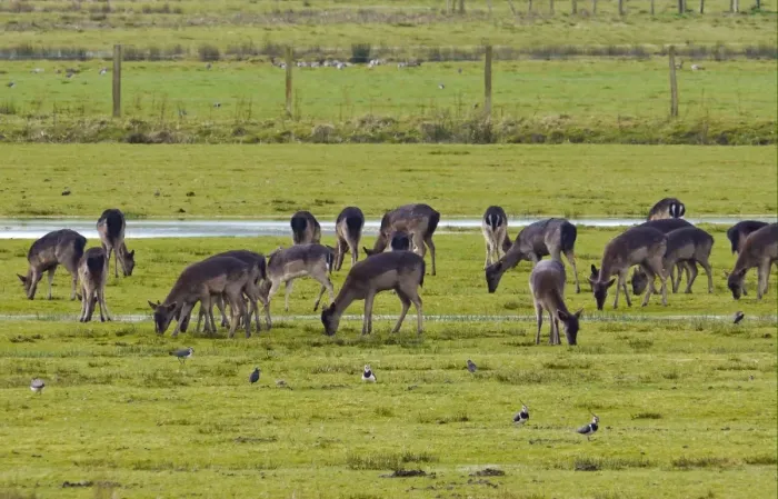 Framed Print : Fallow Deer (Dama dama) dark form, does and fawns, herd feeding in watermeadow habitat with Northern Lapwing (Vanellus vanellus) flock, Pulborough Brooks RSPB Reserve, West Sussex, England, march