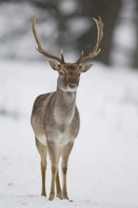 Framed Print : Fallow Deer (Dama dama) dark form, mature buck, standing on snow covered woodland edge, Suffolk, England, January Framed Print : Fallow Deer (Dama dama) dark form, mature buck, standing on snow covered woodland edge, Suffolk, England, January
