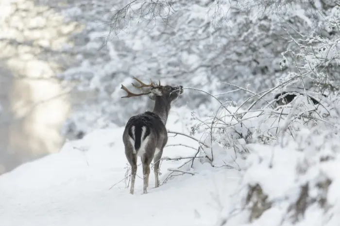 Framed Print : Fallow Deer (Dama dama) dark form, mature buck, feeding on bramble, standing on snow covered heathland, Cannock Chase