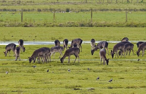 Fallow Deer (Dama dama) dark form, does and fawns, herd feeding in watermeadow habitat with Northern Lapwing (Vanellus vanellus) flock, Pulborough Brooks RSPB Reserve, West Sussex, England, march