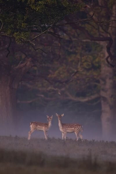Fallow Deer (Dama dama) doe and fawn, standing at woodland edge on misty dawn, Helmingham Hall Deer Park, Suffolk, England, october