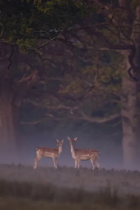 Framed Print : Fallow Deer (Dama dama) doe and fawn, standing at woodland edge on misty dawn, Helmingham Hall Deer Park, Suffolk, England, october Framed Print : Fallow Deer (Dama dama) doe and fawn, standing at woodland edge on misty dawn, Helmingham Hall Deer Park, Suffolk, England, october