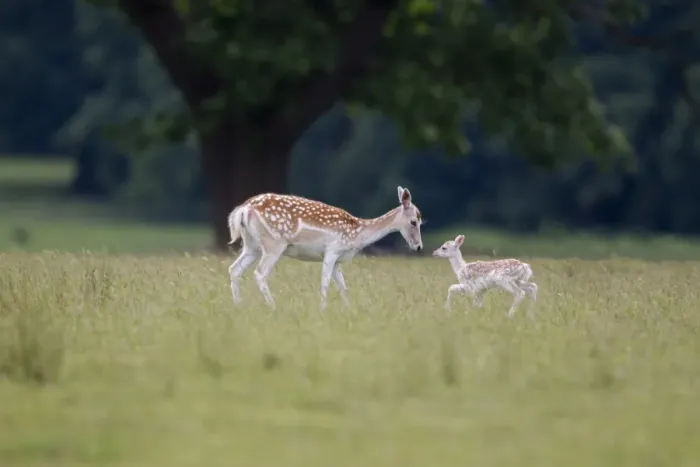 Framed Print : Fallow Deer (Dama dama) doe with fawn, standing in meadow, Helmingham Hall Deer Park, Suffolk, England, june