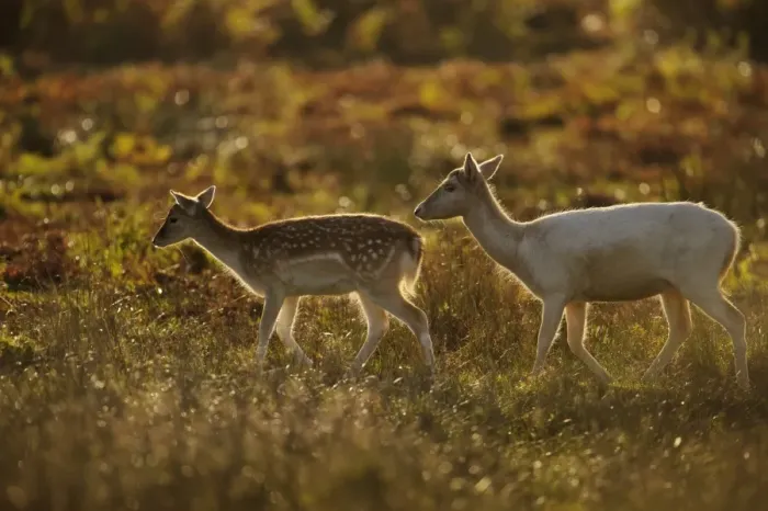 Framed Print : Fallow Deer (Dama dama) doe, pale form, with fawn, backlit at dawn, Bradgate Park, Leicestershire, England, October Framed Print : Fallow Deer (Dama dama) doe, pale form, with fawn, backlit at dawn, Bradgate Park, Leicestershire, England, October