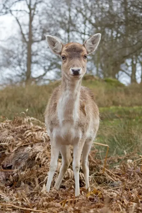 Framed Print : Fallow Deer (Dama dama) doe, standing amongst bracken, Knole Park, Kent, England, february Framed Print : Fallow Deer (Dama dama) doe, standing amongst bracken, Knole Park, Kent, England, february