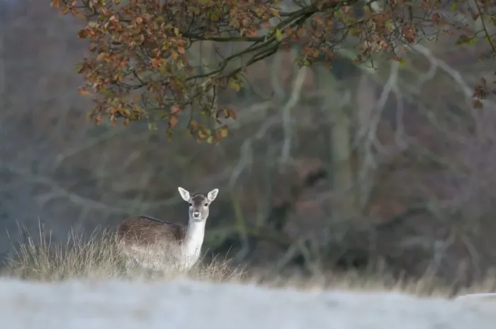 Framed Print : Fallow Deer (Dama dama) doe, standing on frost covered ground, Kent, England, october Framed Print : Fallow Deer (Dama dama) doe, standing on frost covered ground, Kent, England, october