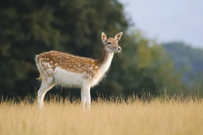 Framed Print : Fallow Deer (Dama dama) doe, standing in grass, Knole Deer Park, Sevenoaks, Kent, England, september Framed Print : Fallow Deer (Dama dama) doe, standing in grass, Knole Deer Park, Sevenoaks, Kent, England, september