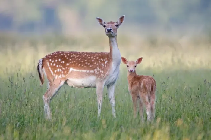 Framed Print : Fallow Deer (Dama dama) doe with two-week old fawn, standing in grass, Suffolk, England, june Framed Print : Fallow Deer (Dama dama) doe with two-week old fawn, standing in grass, Suffolk, England, june