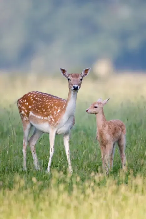 Framed Print : Fallow Deer (Dama dama) doe with two-week old fawn, standing in grass, Suffolk, England, june