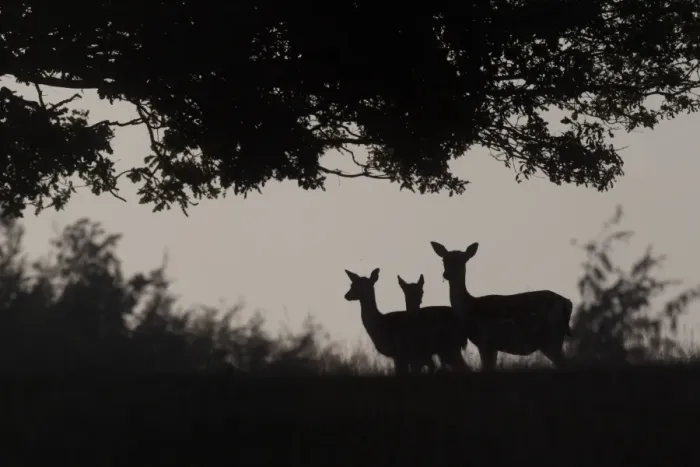 Framed Print : Fallow Deer (Dama dama) doe with young, silhouetted at dusk, Kent, England, september Framed Print : Fallow Deer (Dama dama) doe with young, silhouetted at dusk, Kent, England, september
