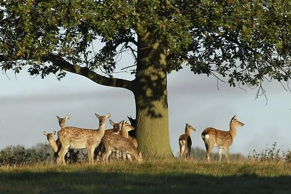 Fallow Deer (Dama dama) does and fawns, herd standing under oak tree, Studley Royal Deer Park, Studley Roger