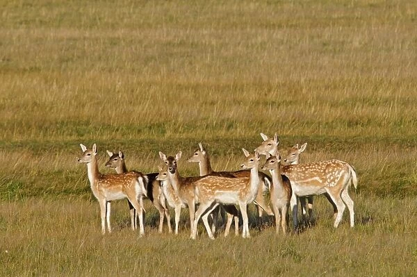 Fallow Deer (Dama dama) does and fawns, herd standing in open grassland, Richmond Park, London, England, October