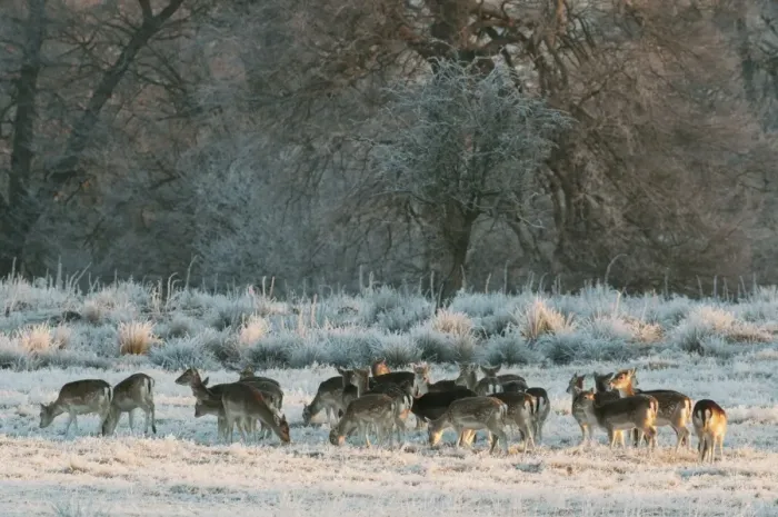 Framed Print : Fallow Deer (Dama dama) does, herd feeding on frosty grass at edge of woodland habitat, in early morning, Kent Framed Print : Fallow Deer (Dama dama) does, herd feeding on frosty grass at edge of woodland habitat, in early morning, Kent