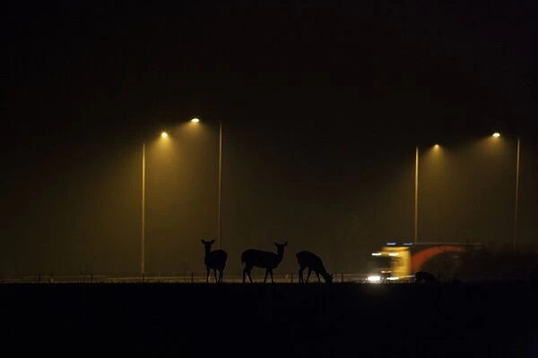 Fallow Deer (Dama dama) does, herd silhouetted beside urban road with passing traffic at night, London, England, March