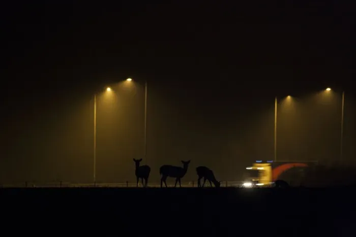 Framed Print : Fallow Deer (Dama dama) does, herd silhouetted beside urban road with passing traffic at night, London, England, March Framed Print : Fallow Deer (Dama dama) does, herd silhouetted beside urban road with passing traffic at night, London, England, March